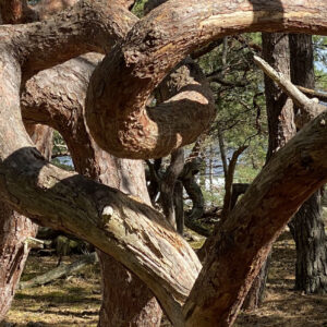 De krokiga tallarna uppe på nordöstra udden i Trollskogen